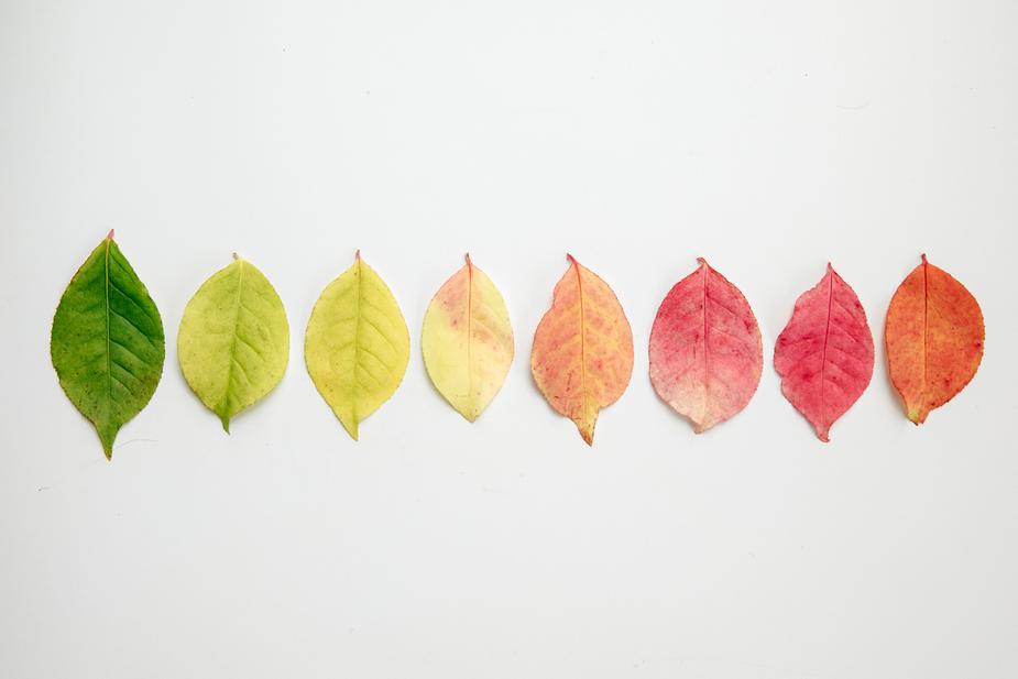 flat lay-of-autumn-leaves-changing-color